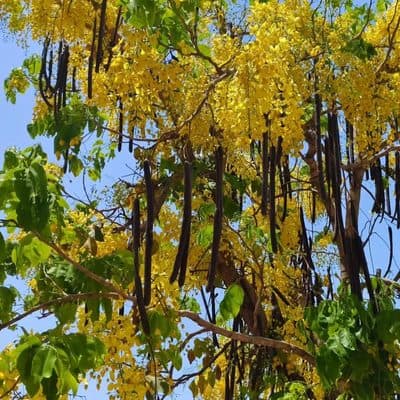 Golden Shower Tree