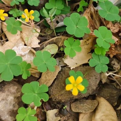 Indian Sorrel