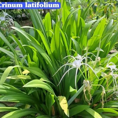 Crinum Lily