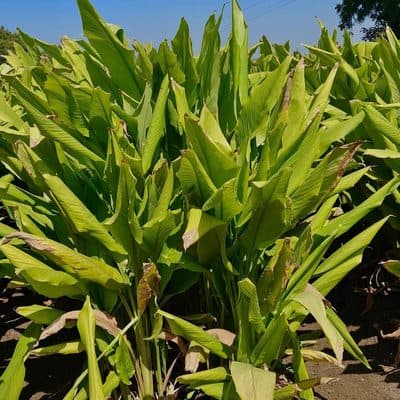 Turmeric