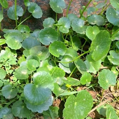 Gotu Kola
