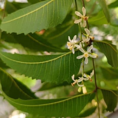Neem