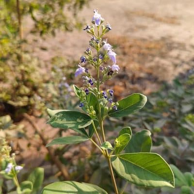 Five-Leaved Chaste Tree