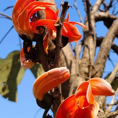 Flame of the Forest