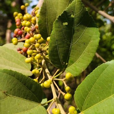 Phalsa