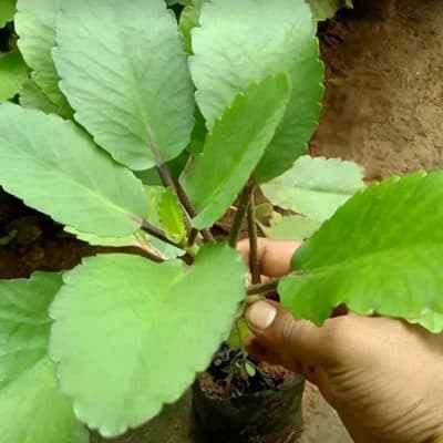 Life Plant