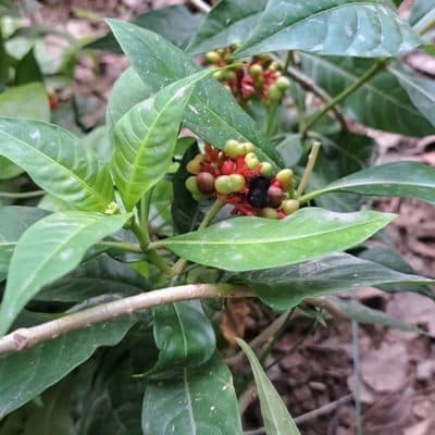 Indian Snakeroot