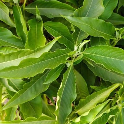 Vasa (Malabar Nut)